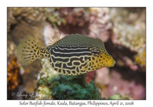 Solor Boxfish