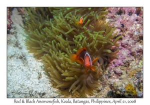 Red & Black Anemonefish