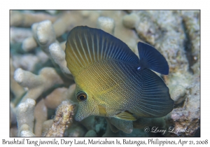 Brushtail Tang