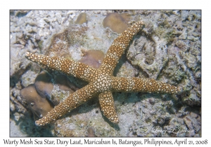 Warty Mesh Sea Star