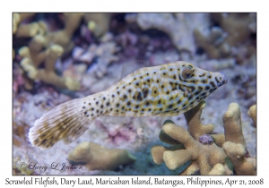 Scrawled Filefish