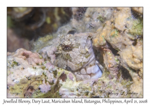 Jewelled Blenny