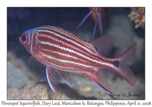 Threespot Squirrelfish