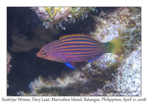 Sixstripe Wrasse