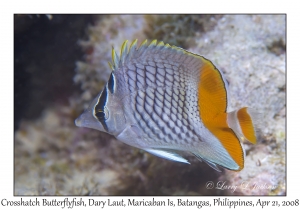 Crosshatch Butterflyfish