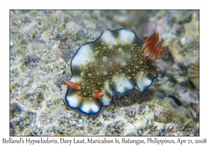 Bolland's Hypselodoris