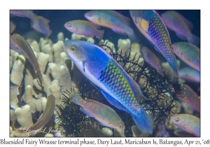 Bluesided Fairy Wrasses