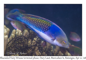 Bluesided Fairy Wrasse