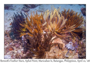 Bennett's Feather Stars