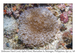 Unknown Hard Coral