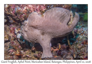 Giant Frogfish