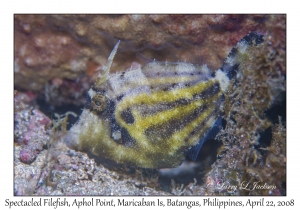 Spectacled Filefish