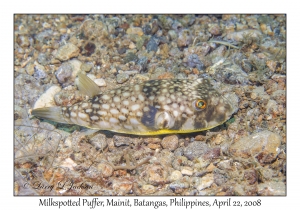 Milkspotted Puffer