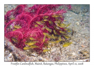 Frostfin Cardinalfish