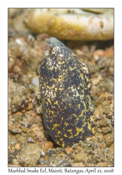 Marbled Snake Eel