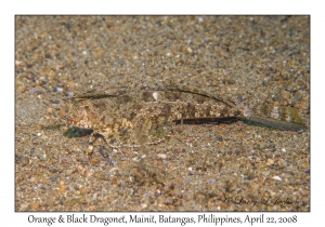 Orange & Black Dragonet