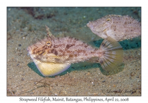 Strapweed Filefish