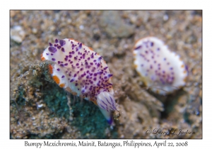 Bumpy Mexichromis