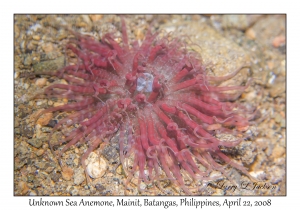 Unknown Sea Anemone
