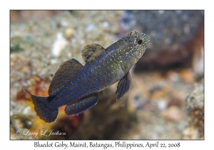 Bluedot Goby