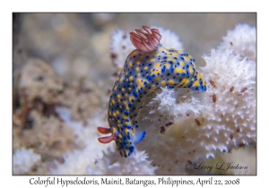 Colorful Hypselodoris