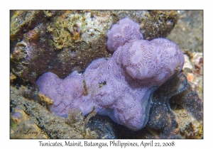 Tunicates