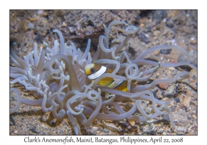 Clark's Anemonefish