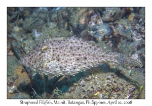 Strapweed Filefish