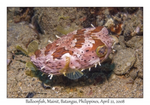 Balloonfish