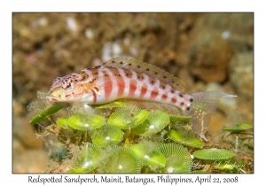 Redspottted Sandperch