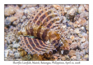 Shortfin Lionfish