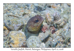 Variable Jawfish