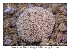 Flower Urchin