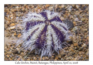 Cake Urchin