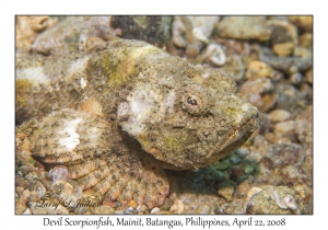 Devil Scorpionfish