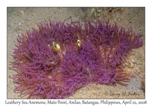 Leathery Sea Anemone