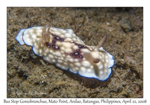 Bus Stop Goniobranchus