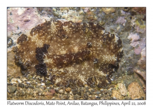 Flatworm Discodoris