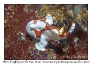 Warty Frogfish