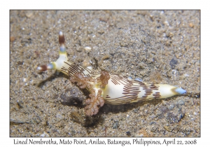 Lined Nembrotha