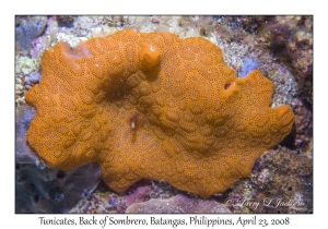 Tunicates