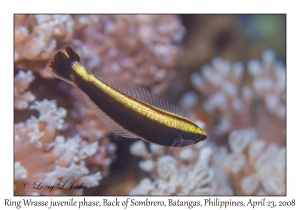 Ring Wrasse