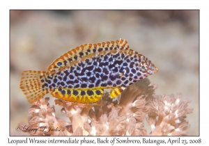 Leopard Wrasse