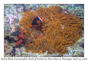 Red & Black Anemonefish