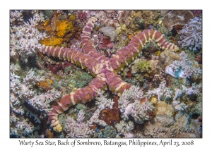 Warty Sea Star