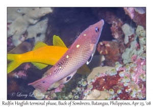 Redfin Hogfish