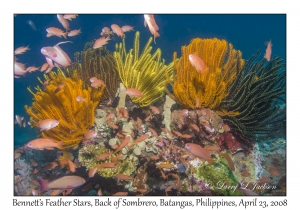 Bennett's Feather Stars