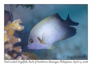 Pearl-scaled Angelfish