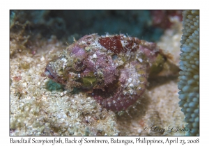 Bandtail Scorpionfish