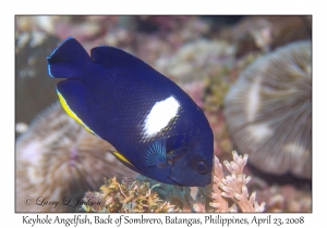 Keyhole Angelfish